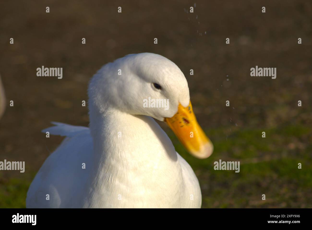 Nahaufnahme des Porträts eines weißen Entengesichts mit gelbem Schnabel Stockfoto