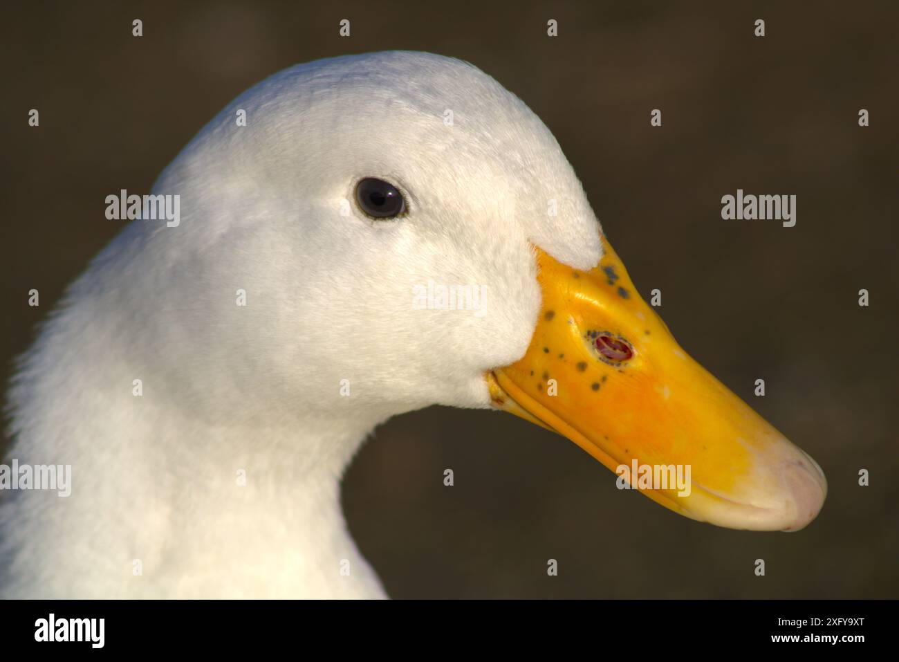 Profil einer weißen Ente mit gelbem Schnabel Stockfoto