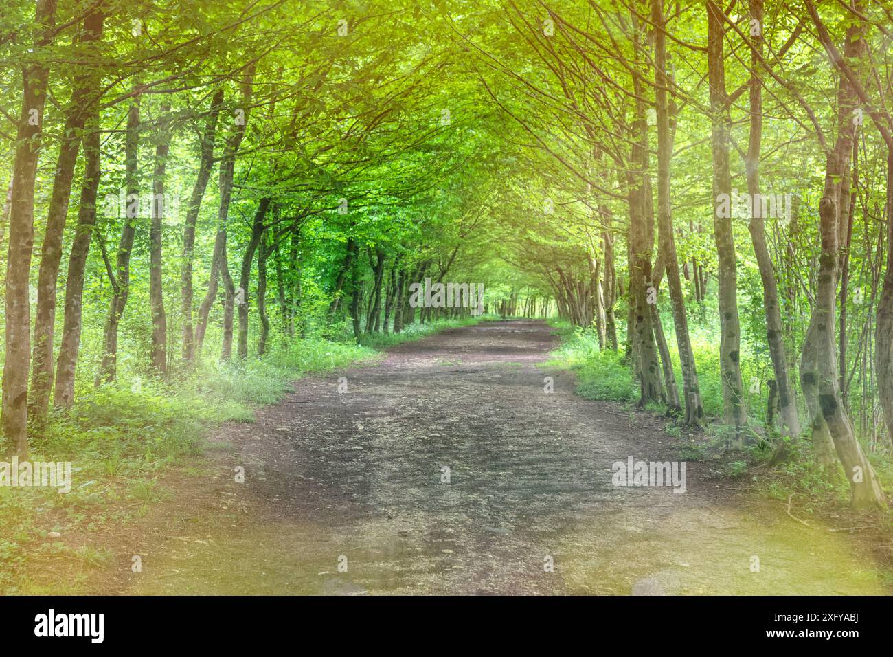 Grüner Weg zwischen Bäumen mit Schotterstraße, Sedico, Belluno, Veneto, Italien Stockfoto