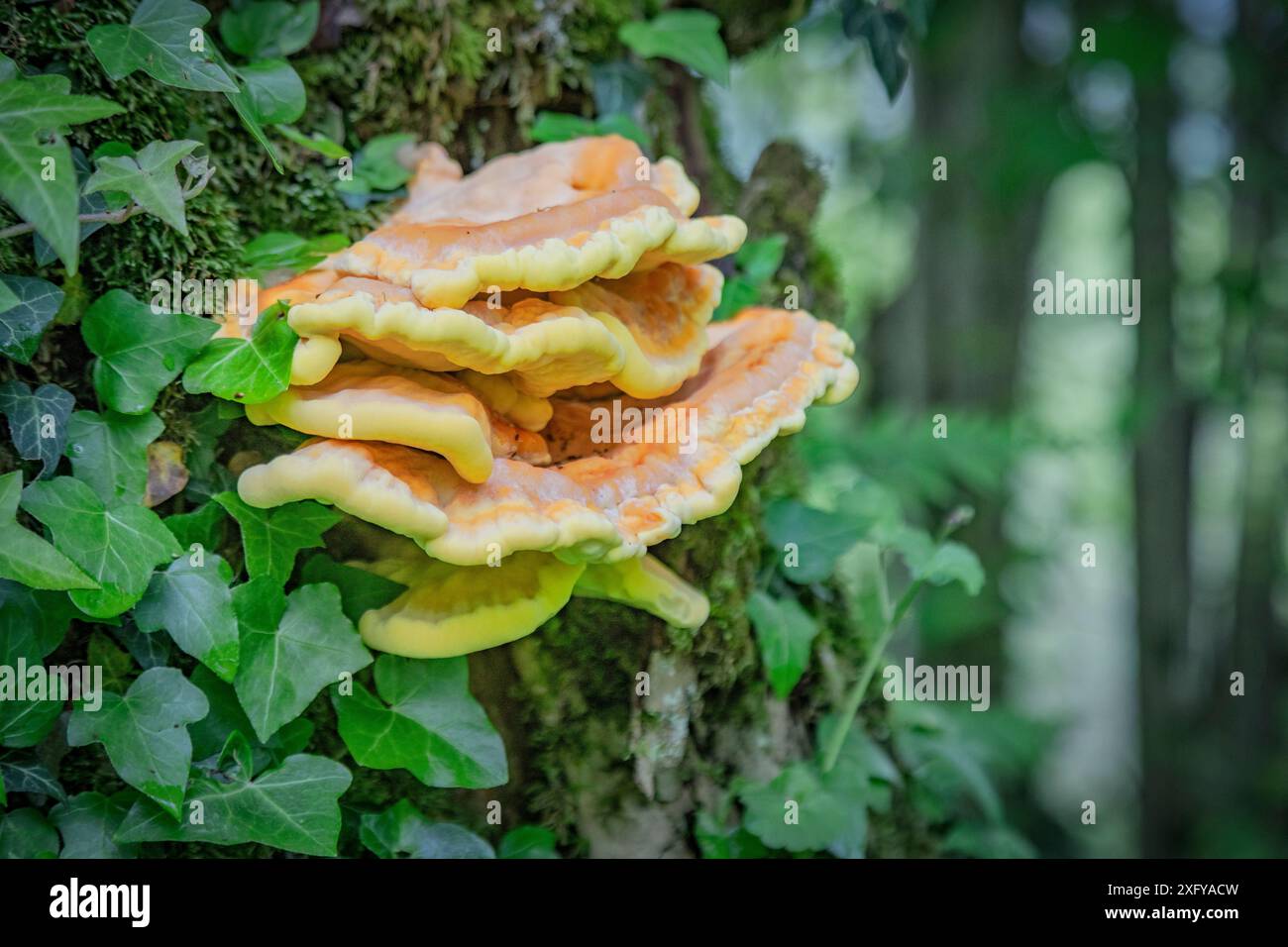 Gemeiner Schwefelpolyp (Laetiporus sulphureus) und kletternde Efeublätter am Stamm, Sedico, Belluno, Veneto, Italien Stockfoto