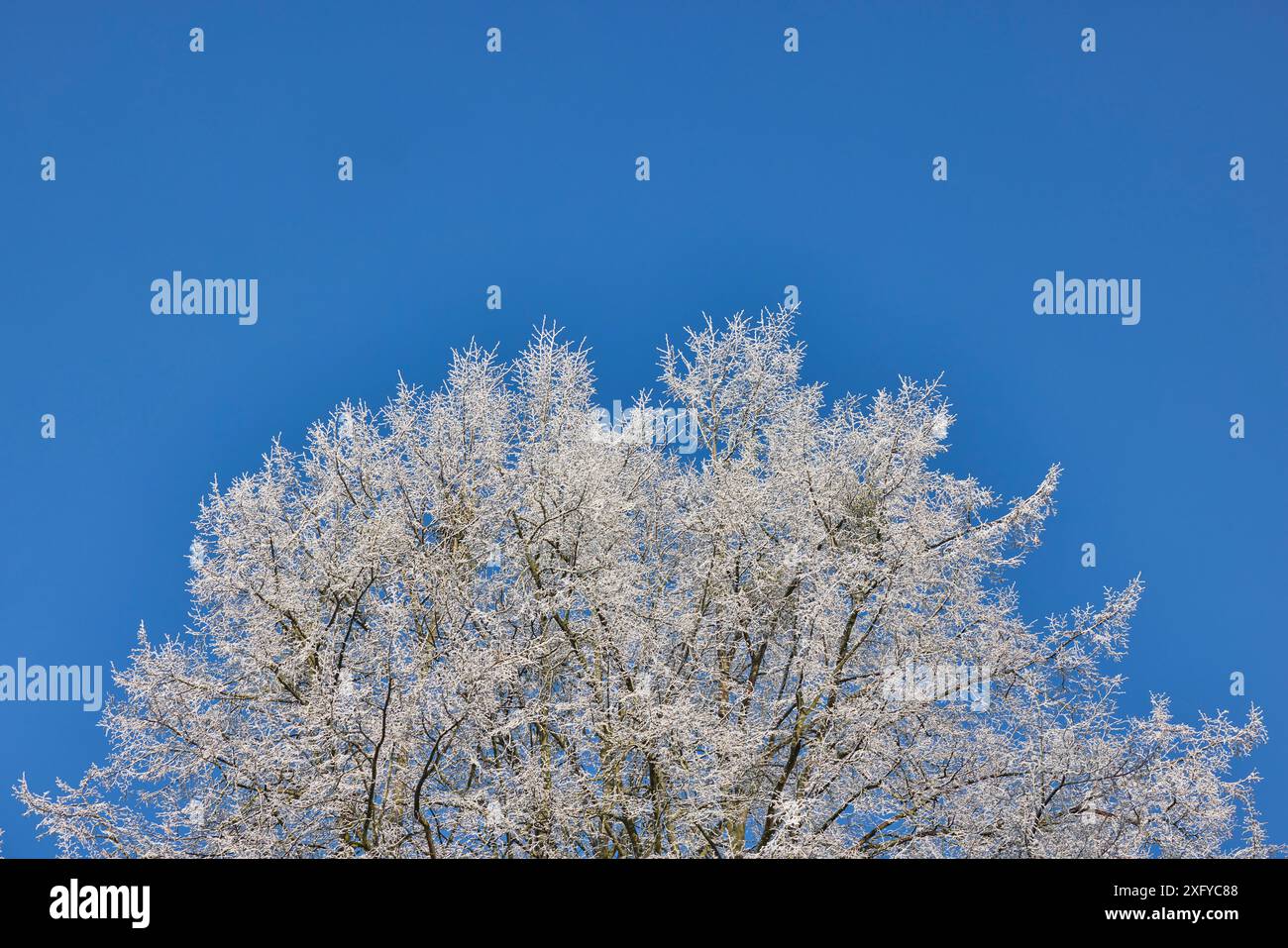Baum, Winter, Baumwipfel, Frost, reif Stockfoto