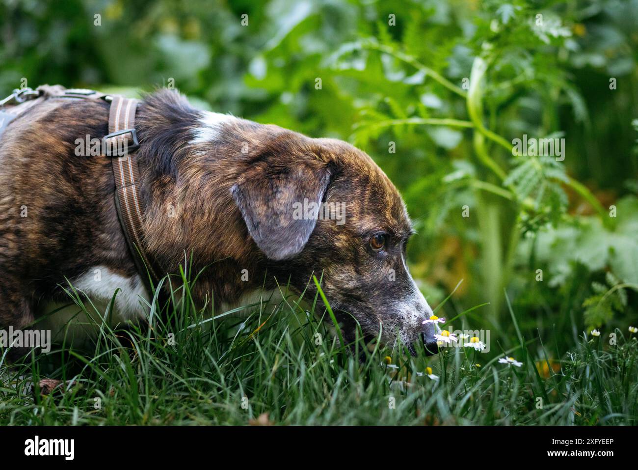 Mischlingshund im Herbstwald Stockfoto