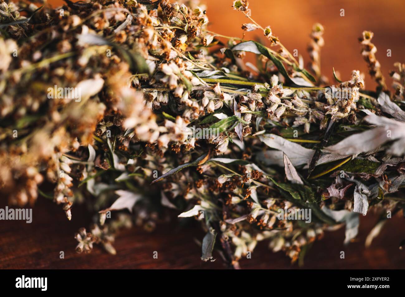Getrockneten Beifuß Stockfoto