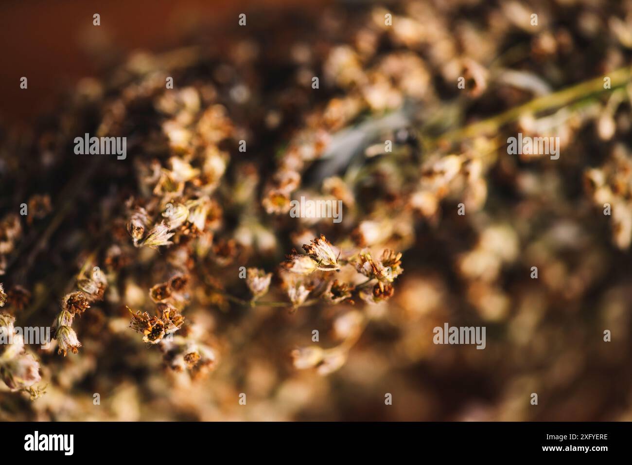 Getrockneten Beifuß Stockfoto