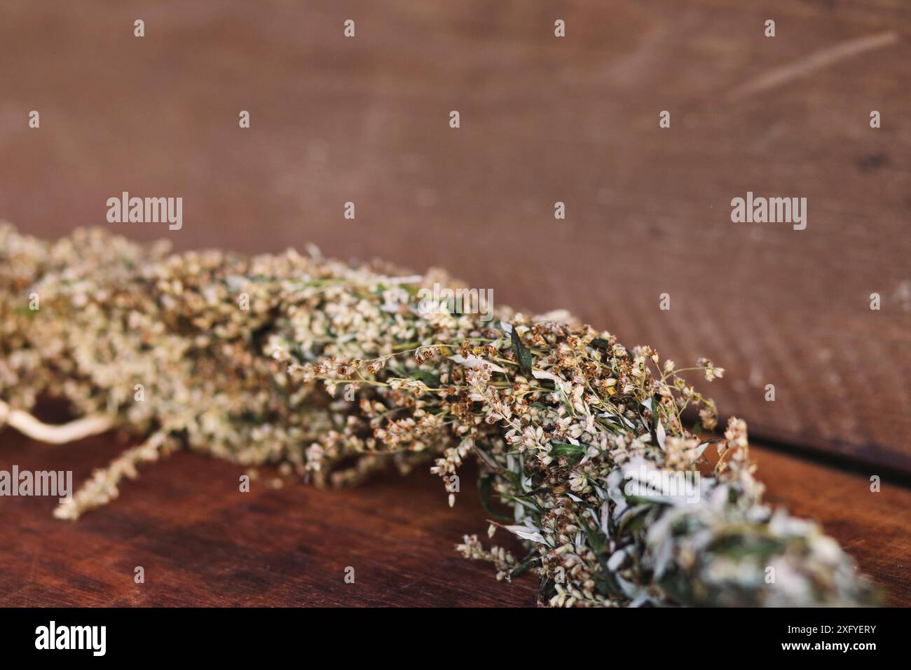 Getrockneten Beifuß Stockfoto