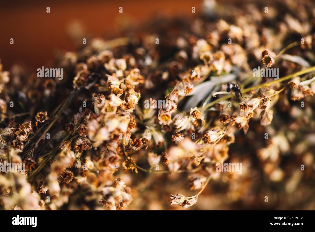 Getrockneten Beifuß Stockfoto