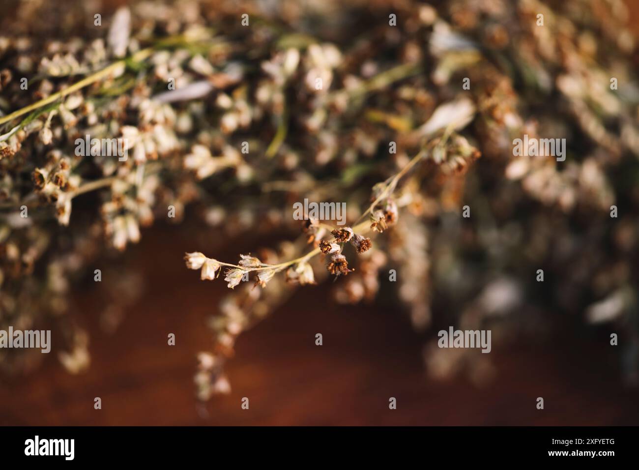 Getrockneten Beifuß Stockfoto