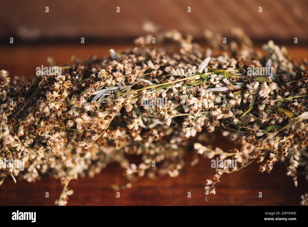 Getrockneten Beifuß Stockfoto