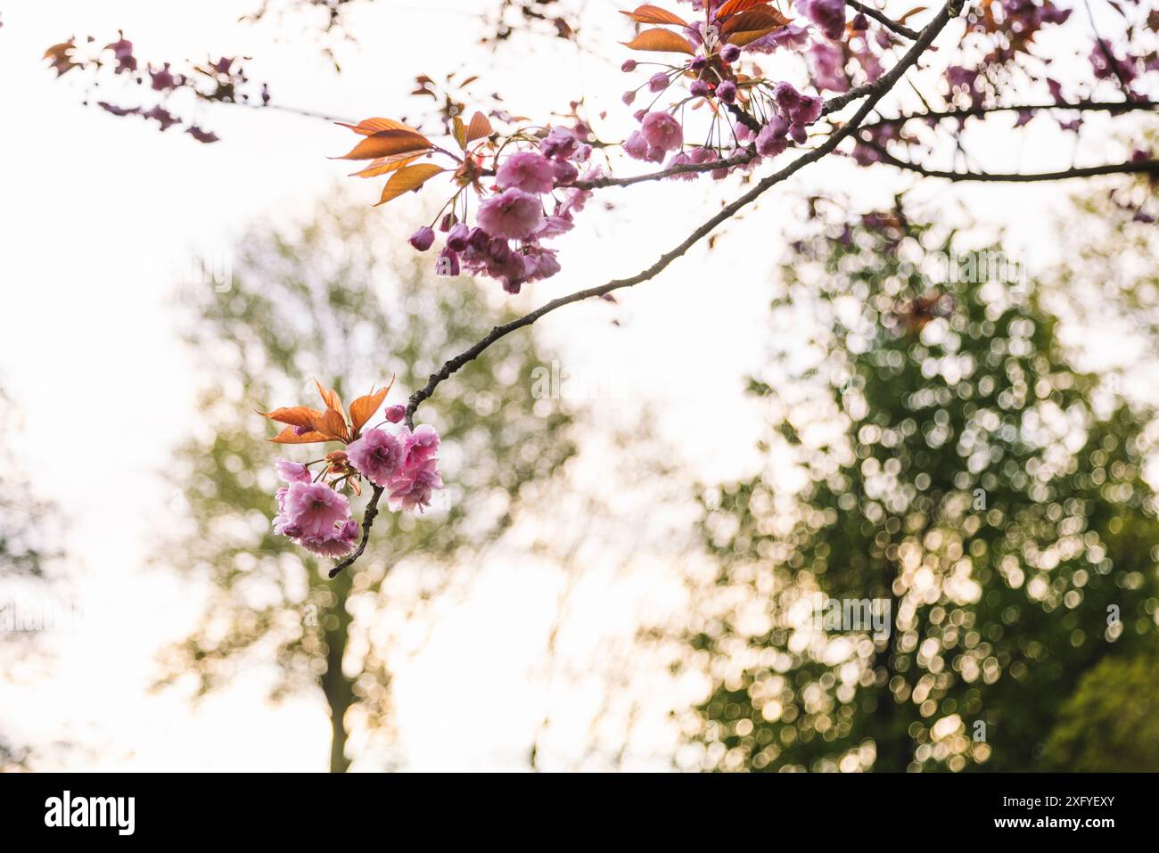 Kirschblüte im Frühling Stockfoto