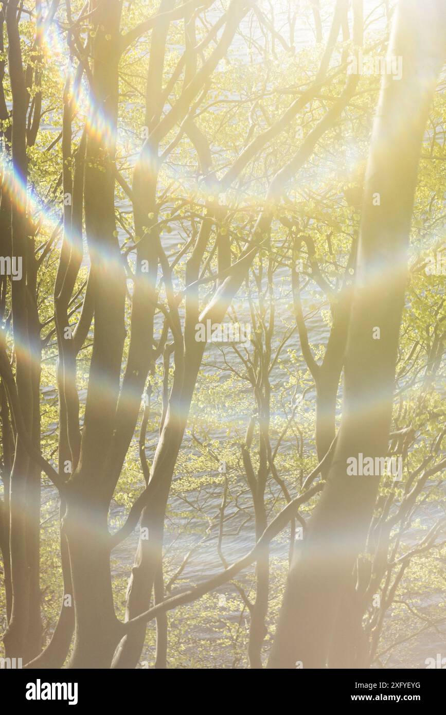 Sonnenspiel im frühlingshaften Wald im Frühlingstal, Mehrfachbelichtung von 5 Fotos Stockfoto