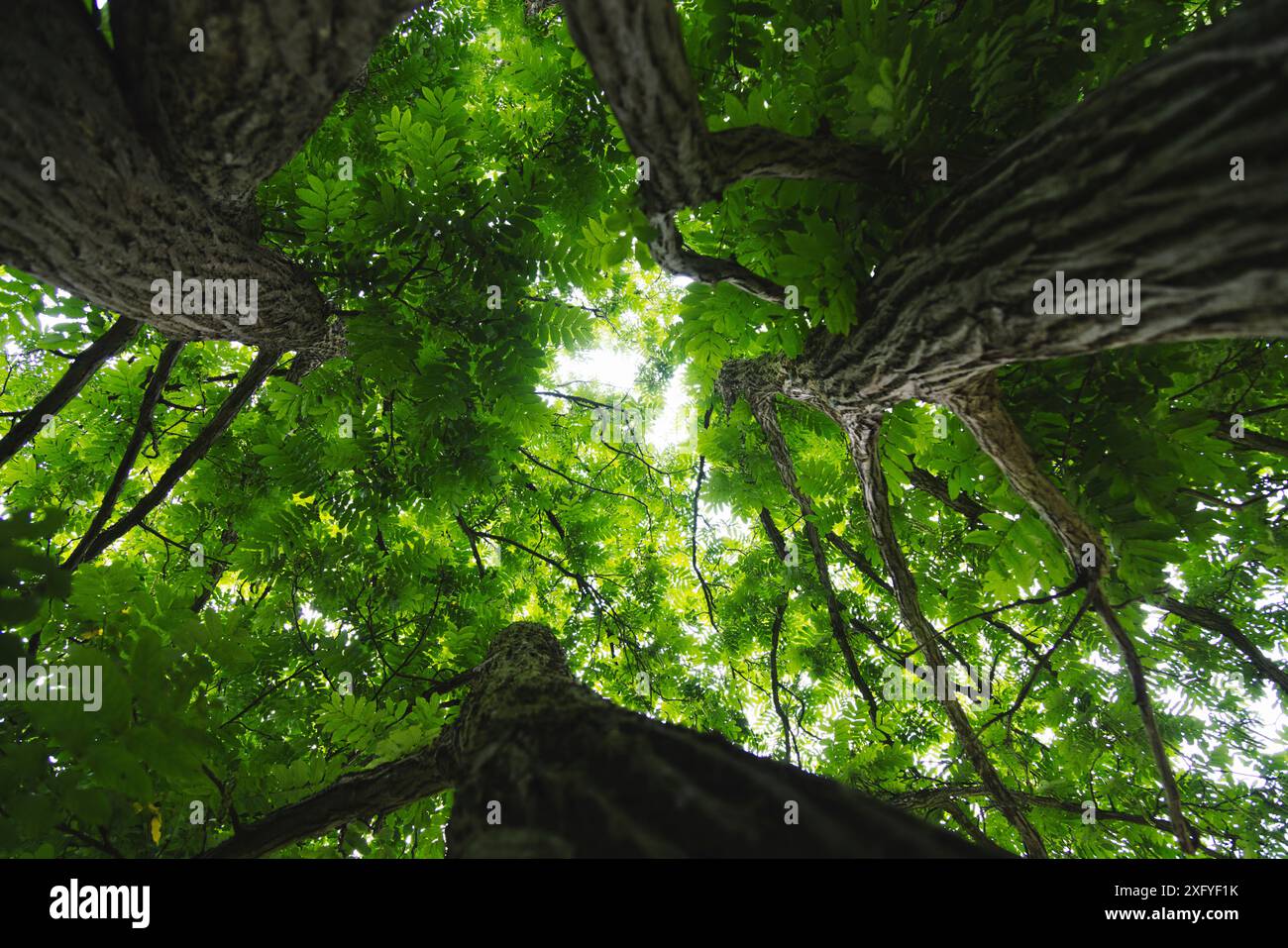 Kaukasischer Flügelnussbaum im Sommerlaub, Fotos zu den Baumkronen, Botanischer Garten Gütersloh Stockfoto