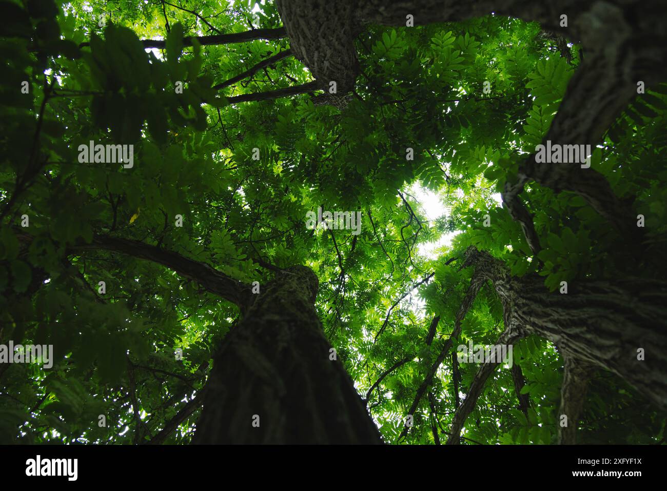 Kaukasischer Flügelnussbaum im Sommerlaub, Fotos zu den Baumkronen, Botanischer Garten Gütersloh Stockfoto