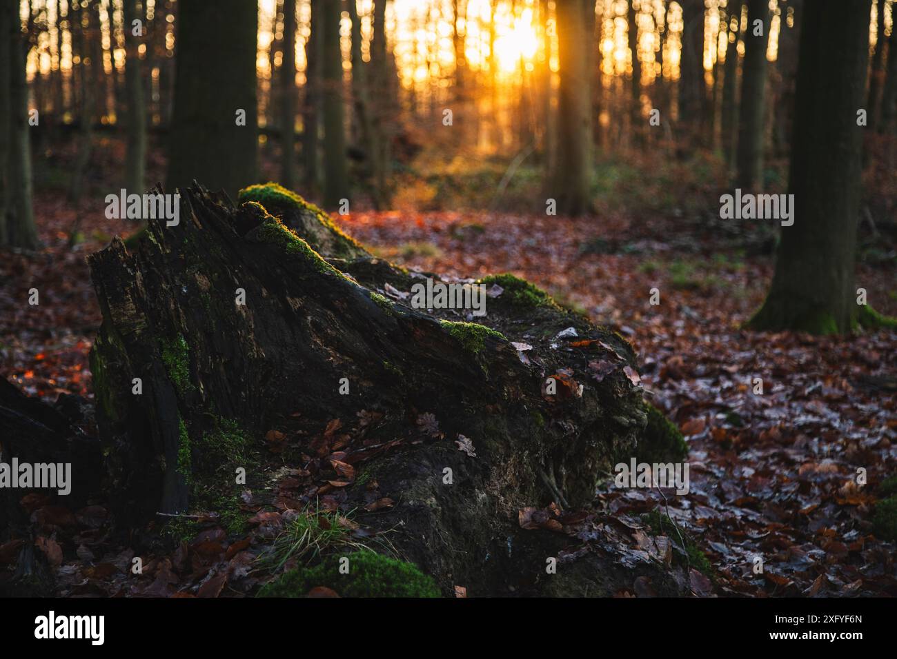 Laubwald im Dezember mit warmem Sonnenlicht, alter Baumstamm mit Moos Stockfoto