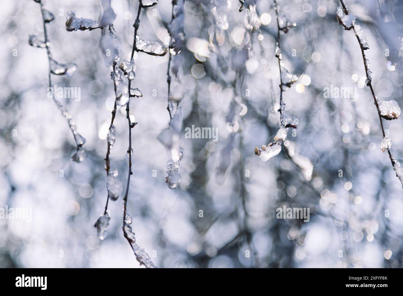 Baumzweige mit Eistropfen oder Eiszapfen Stockfoto