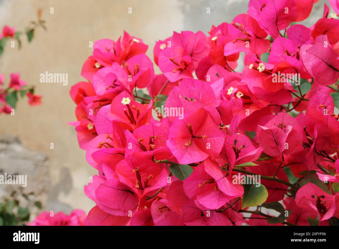 Bougainvillea Blumen auf alten Wandhintergrund Nahaufnahme. Stockfoto