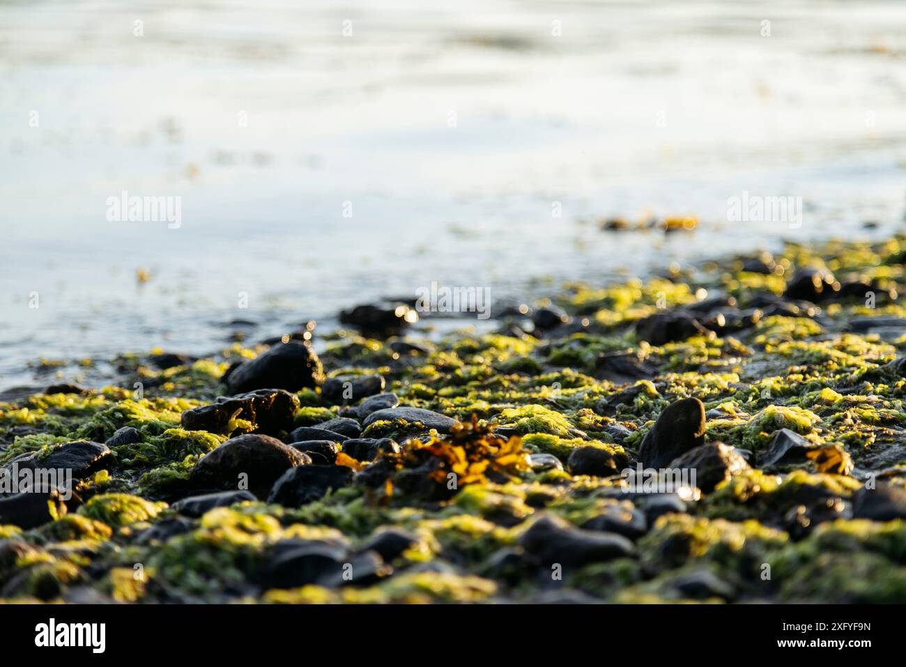 Steine und Moos am Kollund-Strand. Stockfoto