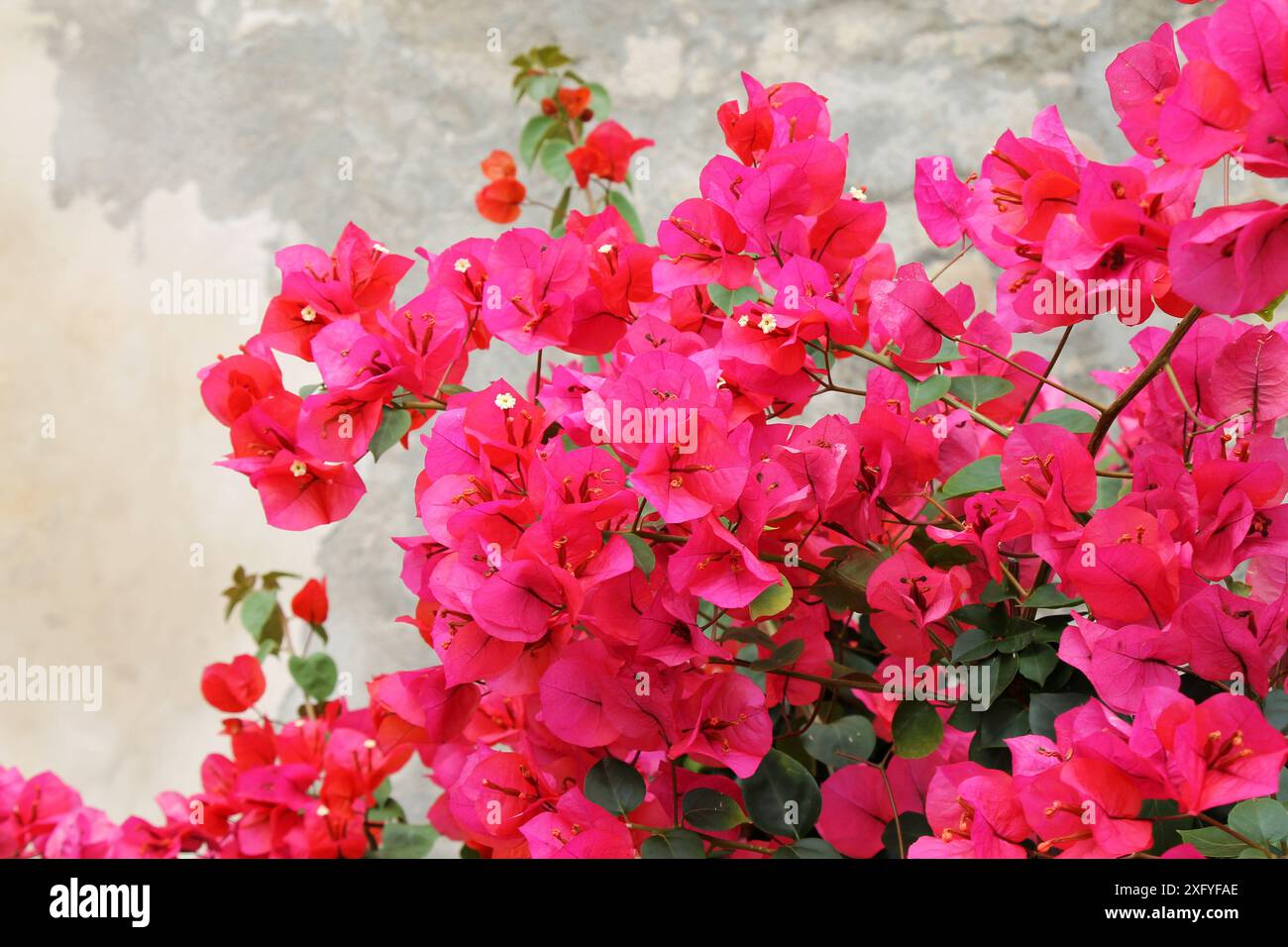Bougainvillea Blumen auf alten Wandhintergrund Nahaufnahme. Stockfoto