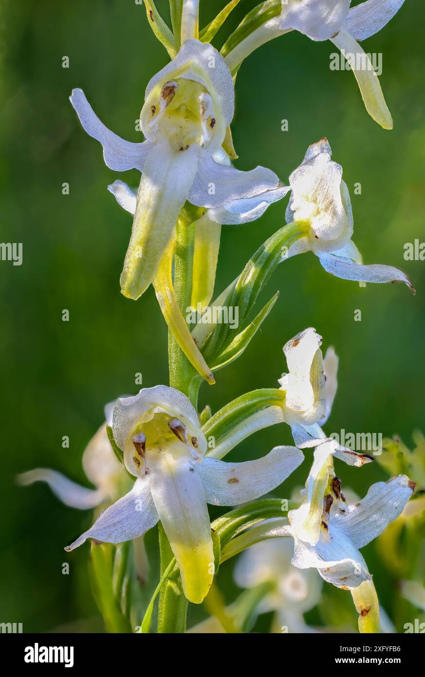 Größere Schmetterling Orchidee Stockfoto