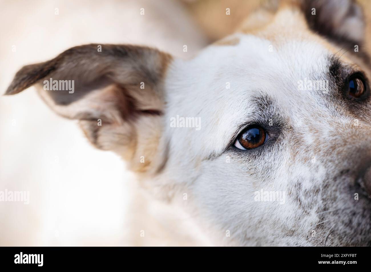 Mischhund weiß und hellbraun, Nahaufnahme des Kopfes Stockfoto