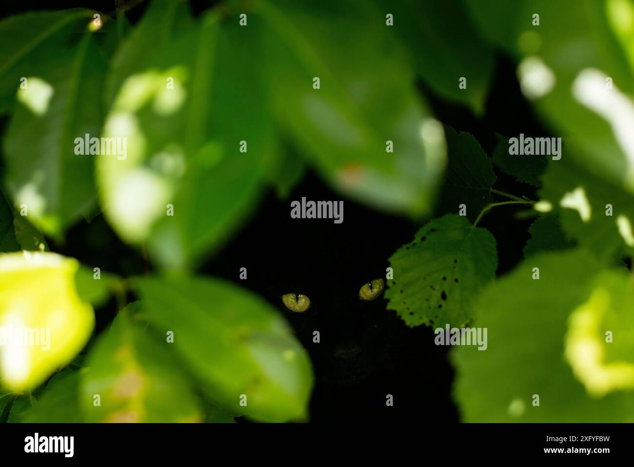 Schwarze Katze versteckt sich unter einer Hecke im Dunkeln. Nur die grünen Augen leuchten. Stockfoto