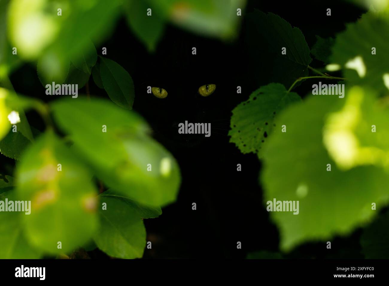Schwarze Katze versteckt sich unter einer Hecke im Dunkeln. Nur die grünen Augen leuchten. Stockfoto