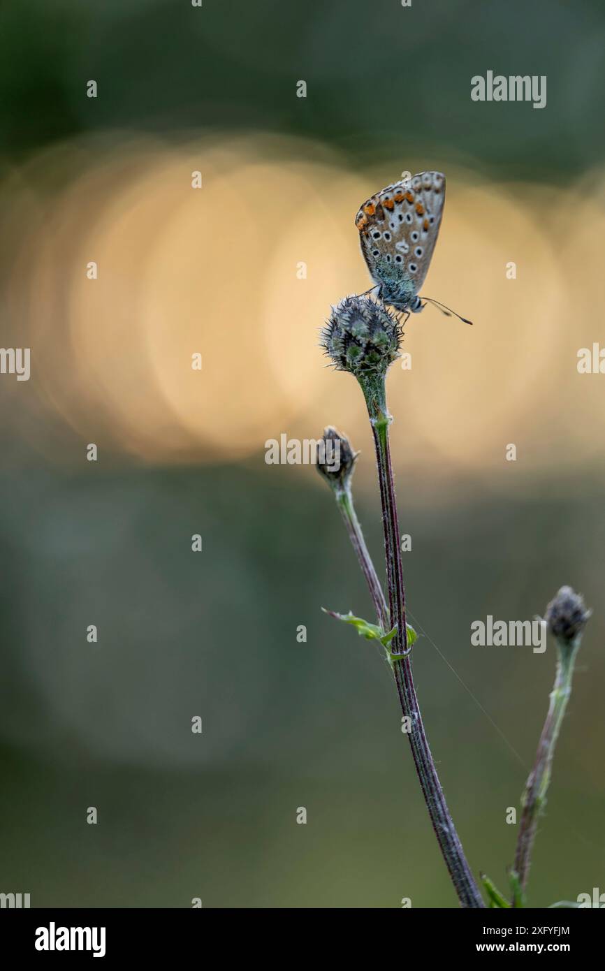 Blauer Schmetterling (Lycaenidae) im Abendlicht Stockfoto