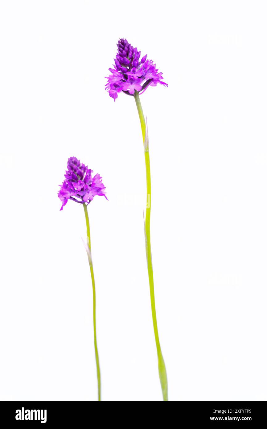 Die Pyramidenorchidee (Anacamptis pyramidalis), auch bekannt als Pyramidenorchidee Stockfoto