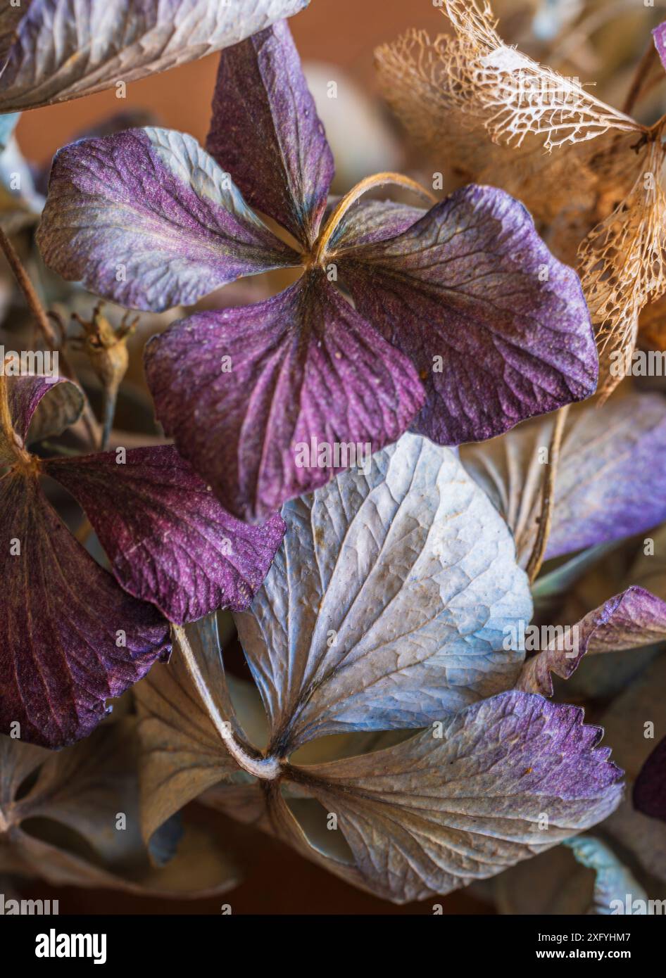 Getrocknete Hortensie-Blüten, Nahaufnahme, Vollrahmen Stockfoto