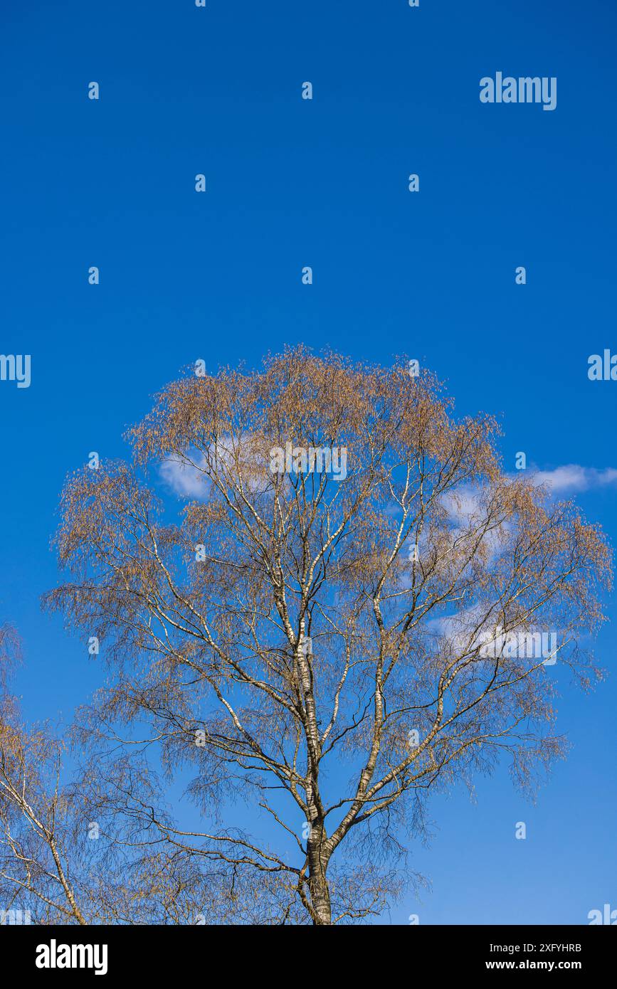 Frische grüne Vegetation im Frühling, blühende Blüten, vor blauem Himmel Stockfoto