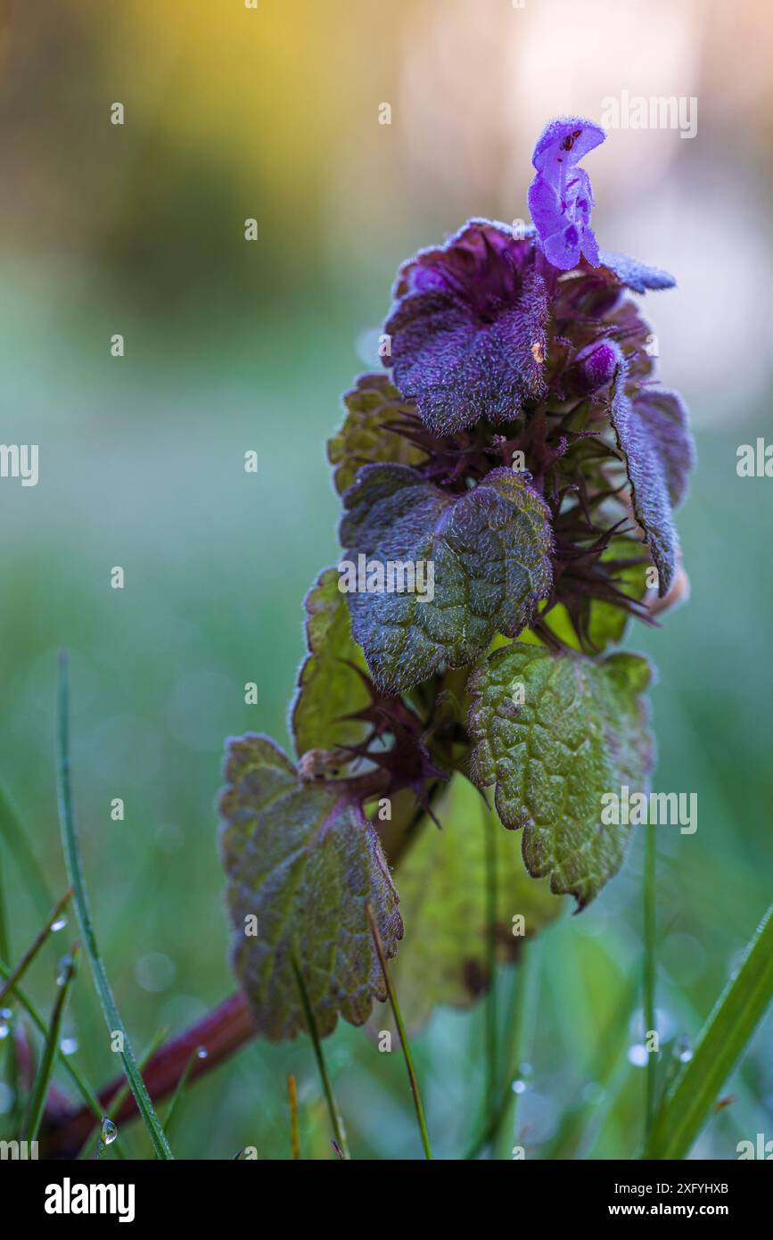 Nahaufnahme einer violetten Totnessel Stockfoto