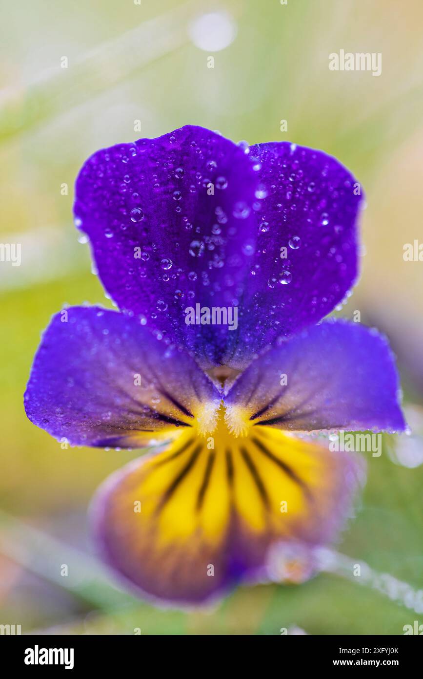 Wildes Stiefmütterchen, Feldviolett, Tautropfen Stockfoto