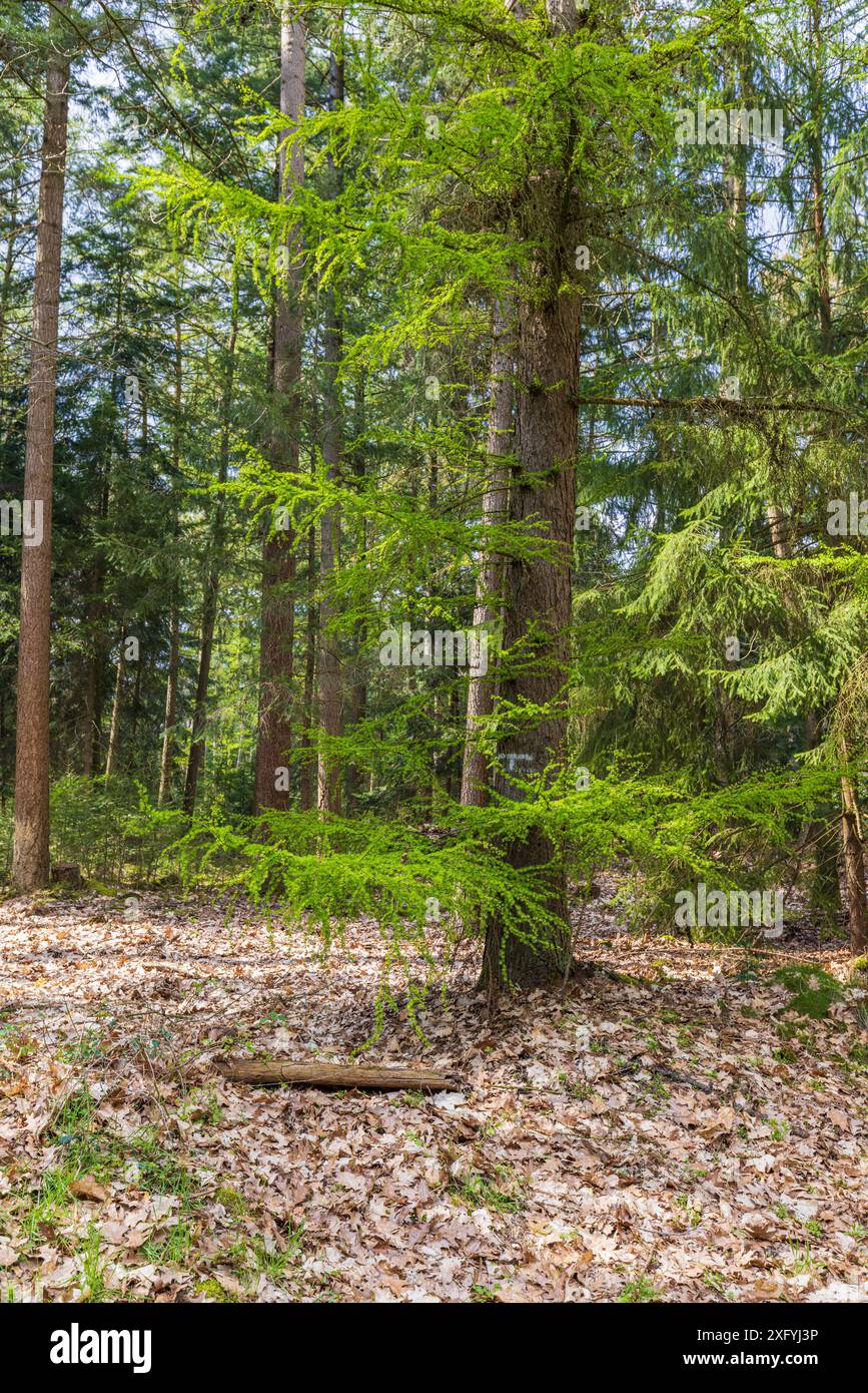 Lärchen, frische grüne Vegetation im Frühling Stockfoto