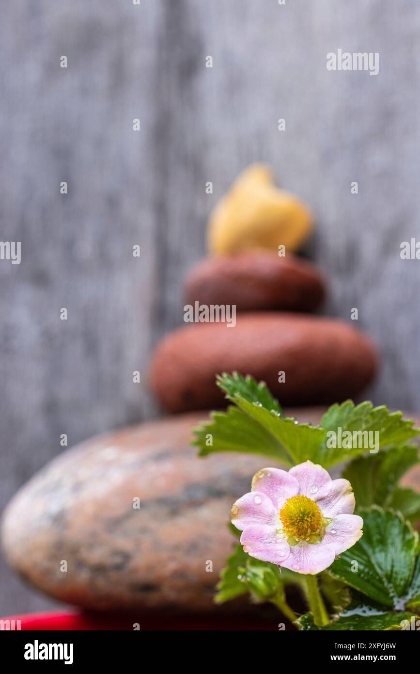 Erdbeeren, dekoriert mit Flotsam und Jetsam und gestapelten Steinen Stockfoto