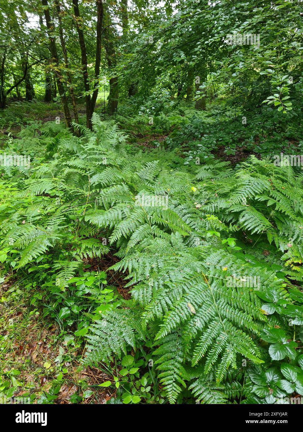 Grüner Farn mit großen Blättern nach einem Regenschauer in einem Wald in Nordrhein-Westfalen Stockfoto