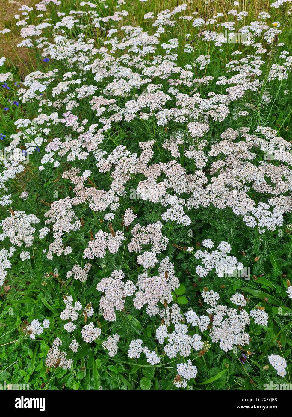 Die wilden, robusten Grünpflanzen, genannt Schafgarbe mit dem botanischen Namen Achillea millefolium, auf einer Wiese in einem ländlichen Gebiet in Nordrhein-Westfalen Stockfoto