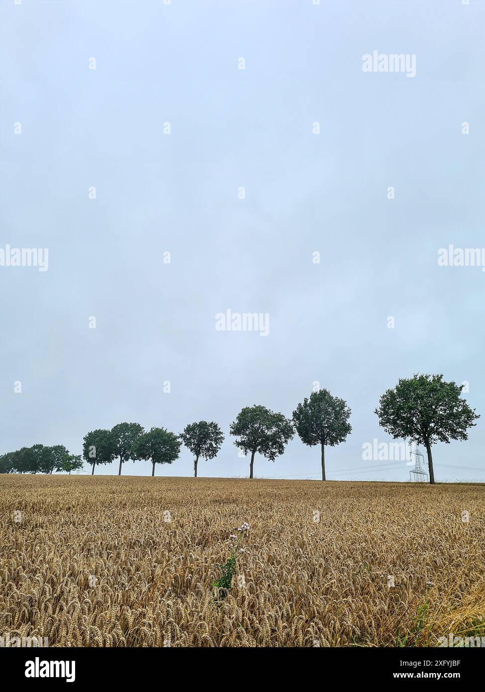 Blick über ein Maisfeld auf eine Allee mit grünen Bäumen im Hintergrund am Horizont, ländliche Region, Ostwestfalen, Nordrhein-Westfalen, Deutschland Stockfoto