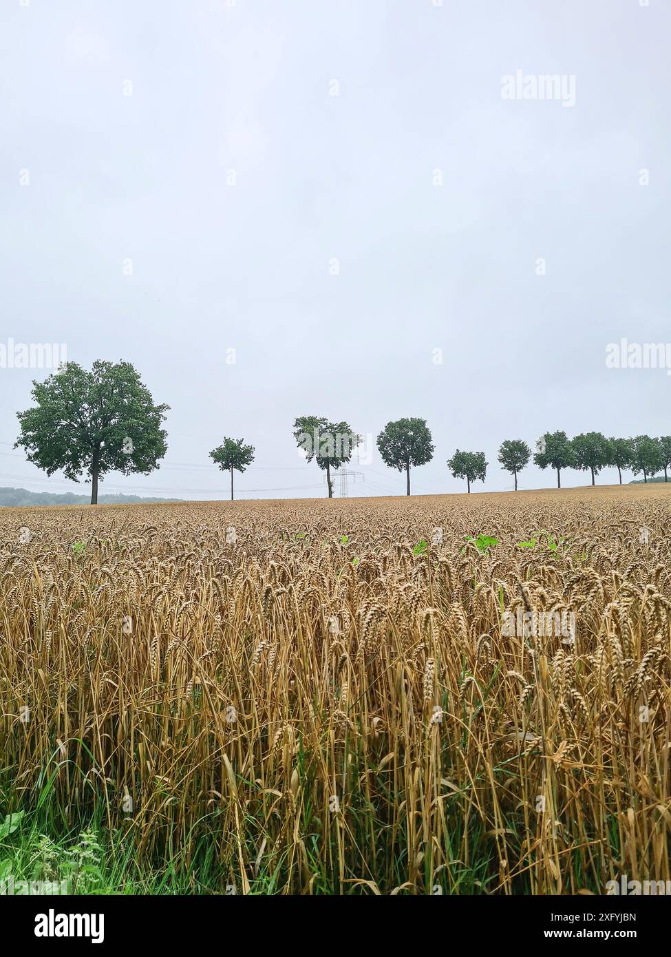 Kulturfeld mit Baumallee im Hintergrund am Horizont in der ländlichen Region Nordrhein-Westfalen Stockfoto