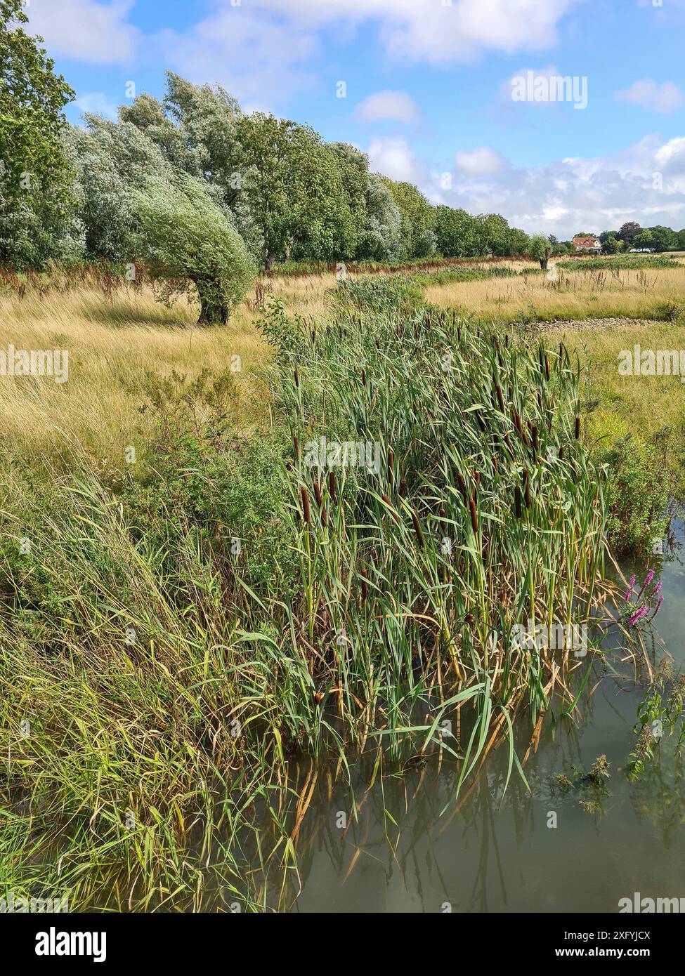 Schilf an einem kleinen Gewässer in ländlicher Umgebung an einem Sommertag mit blauem Himmel und Wolken, Nordrhein-Westfalen, Deutschland Stockfoto