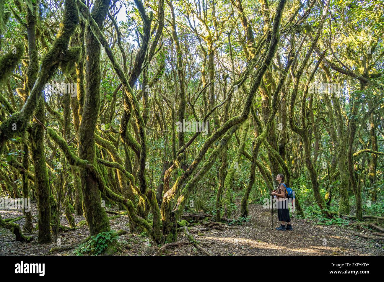 Frau Wandern im Wald des Garajonay-Nationalparks, UNESCO-Weltkulturerbe auf der Insel La Gomera, Kanarische Inseln, Spanien Stockfoto