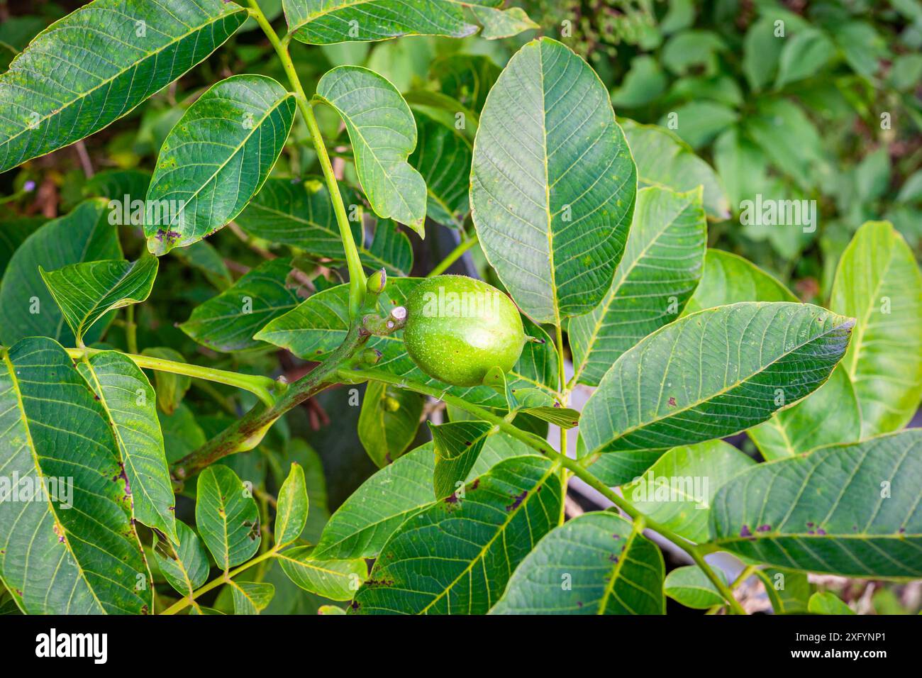 Nussbaum auf einem Nussbaum (Juglans regia) mit schönen grünen Blättern. Stockfoto