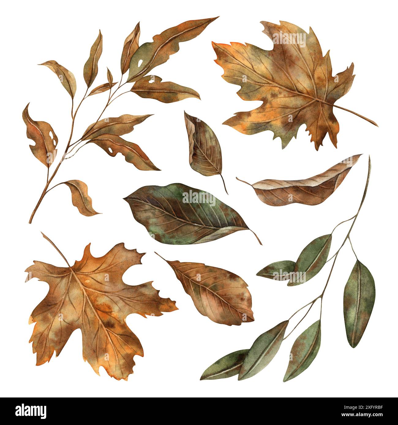 Herbstlaub in verschiedenen Stadien des Verfalls. Die botanische Kollektion mit Aquarellen wird von Hand im Herbststil gezeichnet. Für saisonale Designs, in Postkarten Stockfoto