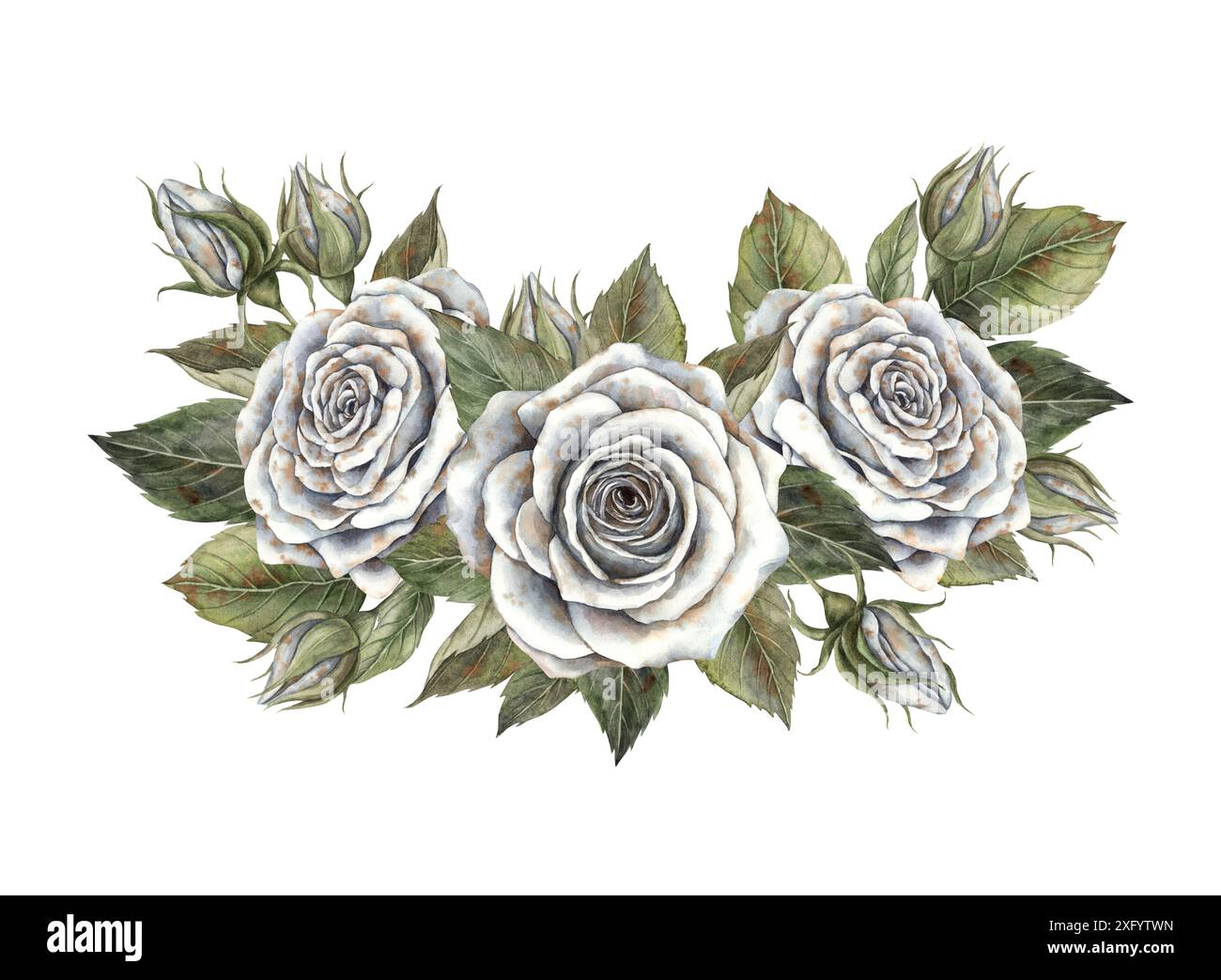 Zusammensetzung weißer Rosen mit grünen Blättern. Handgezeichnete Aquarellillustration im botanischen Stil. Für Design, Dekorationen, Karten, Einladungen für H Stockfoto