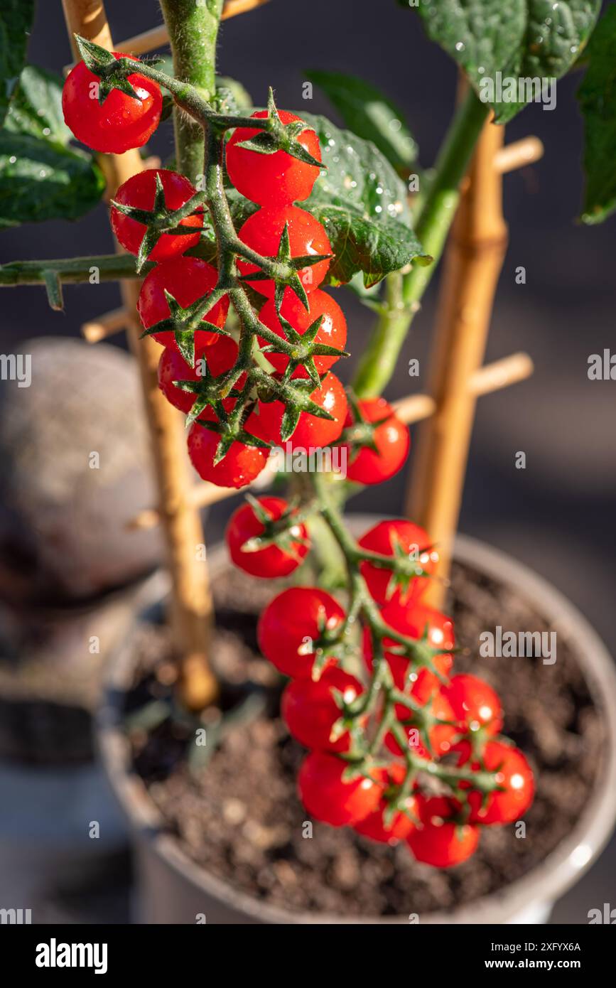 Kirschtomaten bedeckt mit Wassertropfen auf Tomatenpflanze aus nächster Nähe. Vertikale Aufnahme. Stockfoto