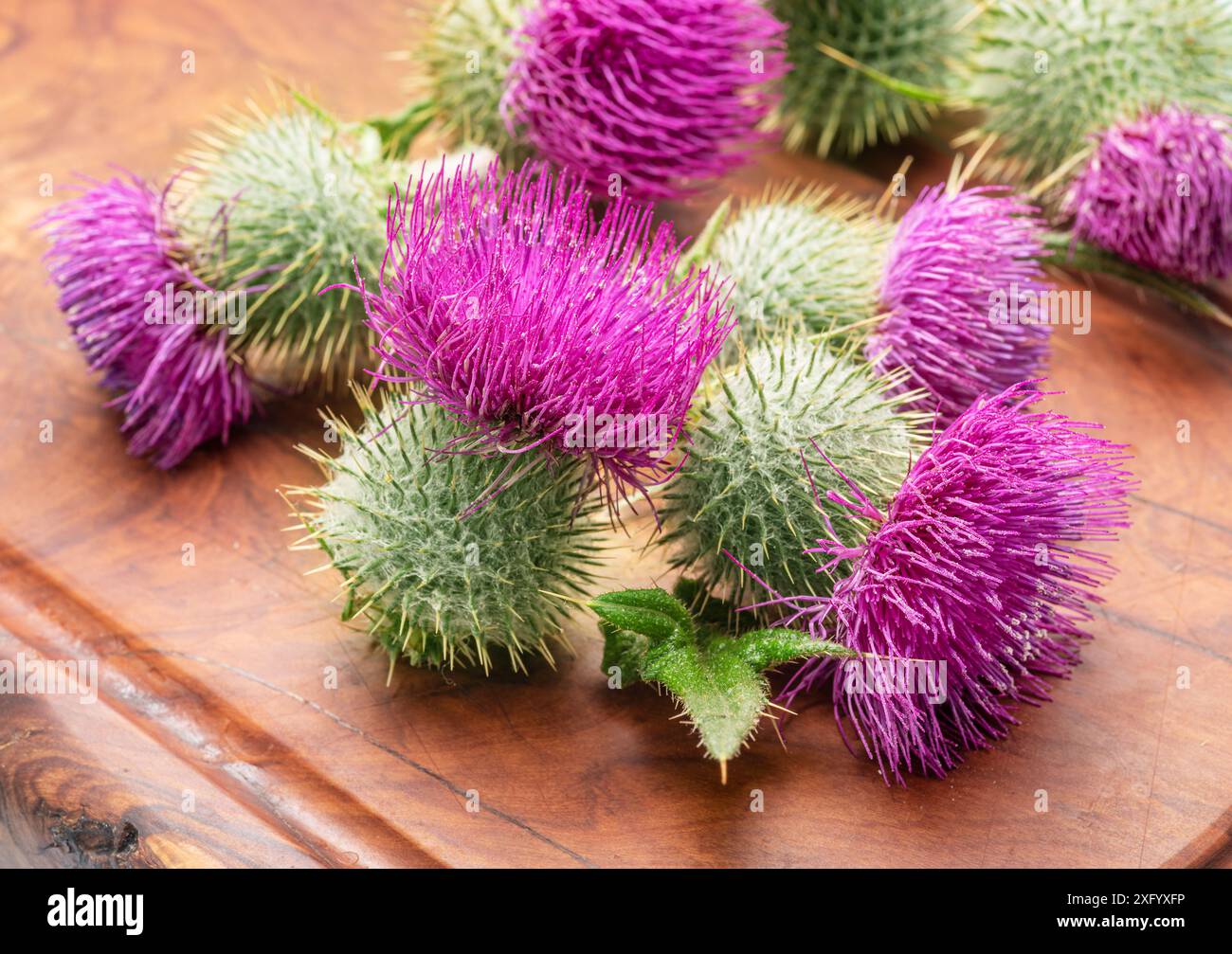Mariendistel Blumenköpfe auf hölzernem Hintergrund. Stockfoto
