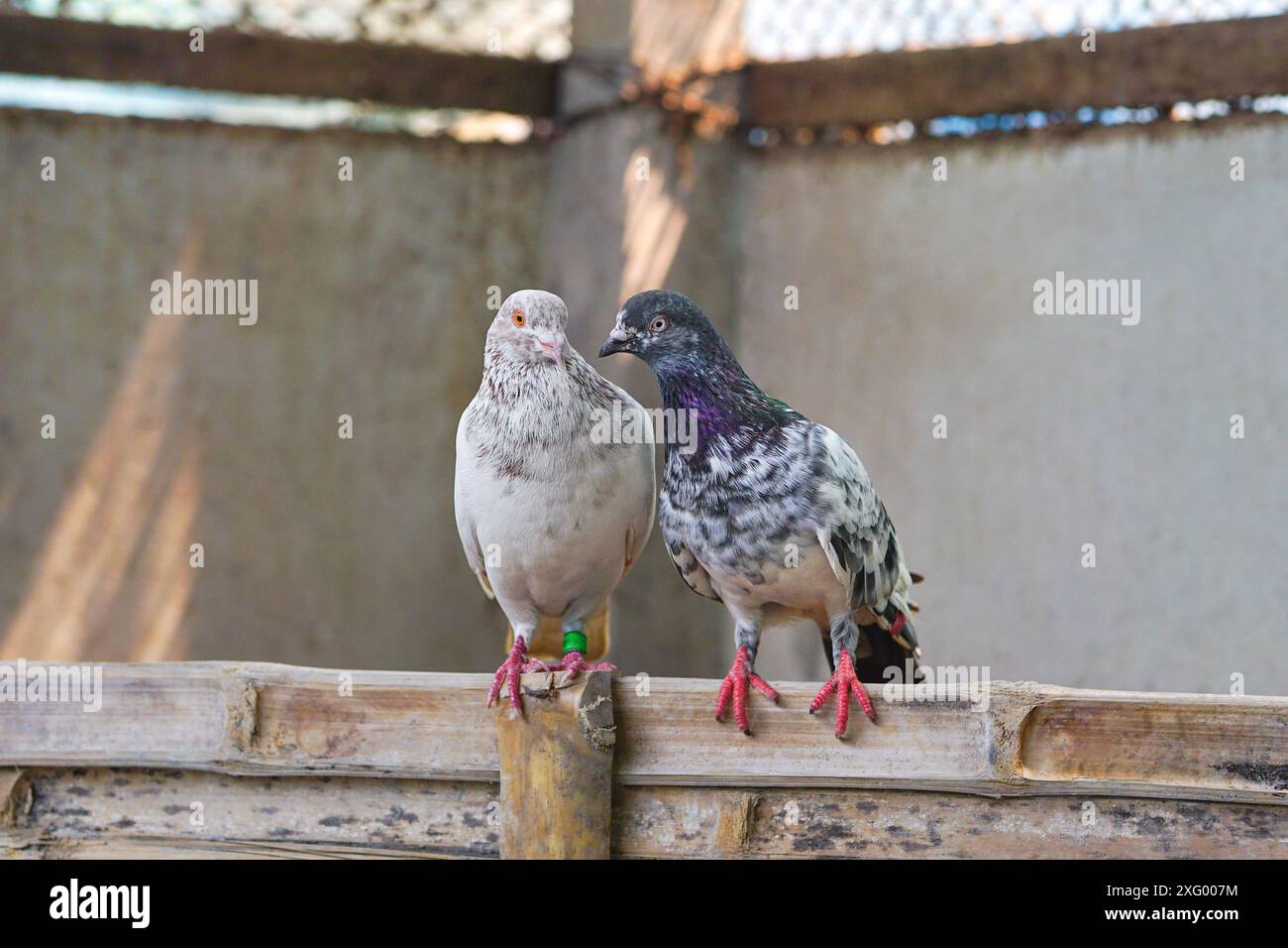 Verliebtes Taubenpaar, Tauben romantische Zeit, Vögel romantisches Fotoshooting (Taubenpaarung) Stockfoto