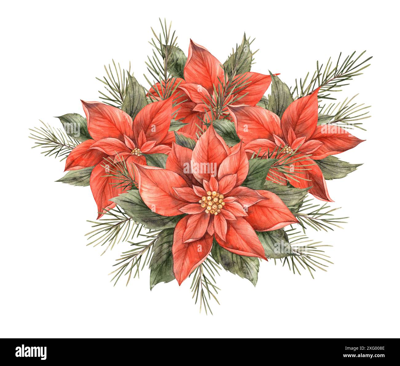 Strauß von Weihnachtsstern mit Tannenzweigen. Aquarell-Vintage-Weihnachtskomposition aus roten Blumen und grünen Kiefernzweigen. Blumenstrauß zu Weihnachten und ne Stockfoto