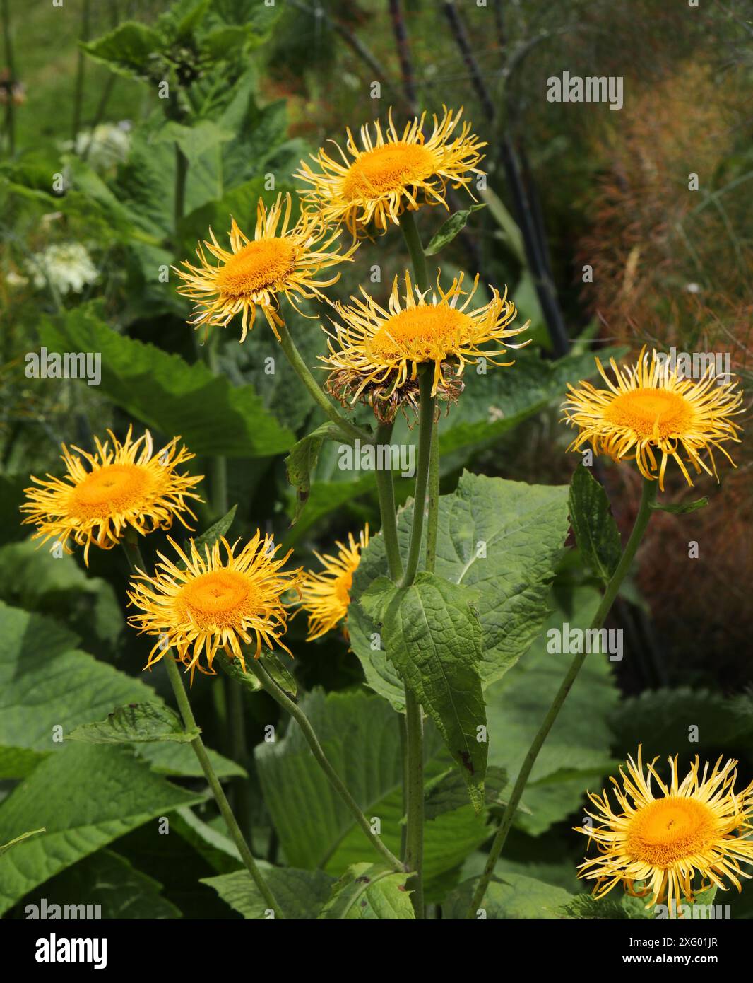 Elekampan, Pferdeheilung oder Elfdock, Inula helenium, Asteraceae. Eurasien. Stockfoto