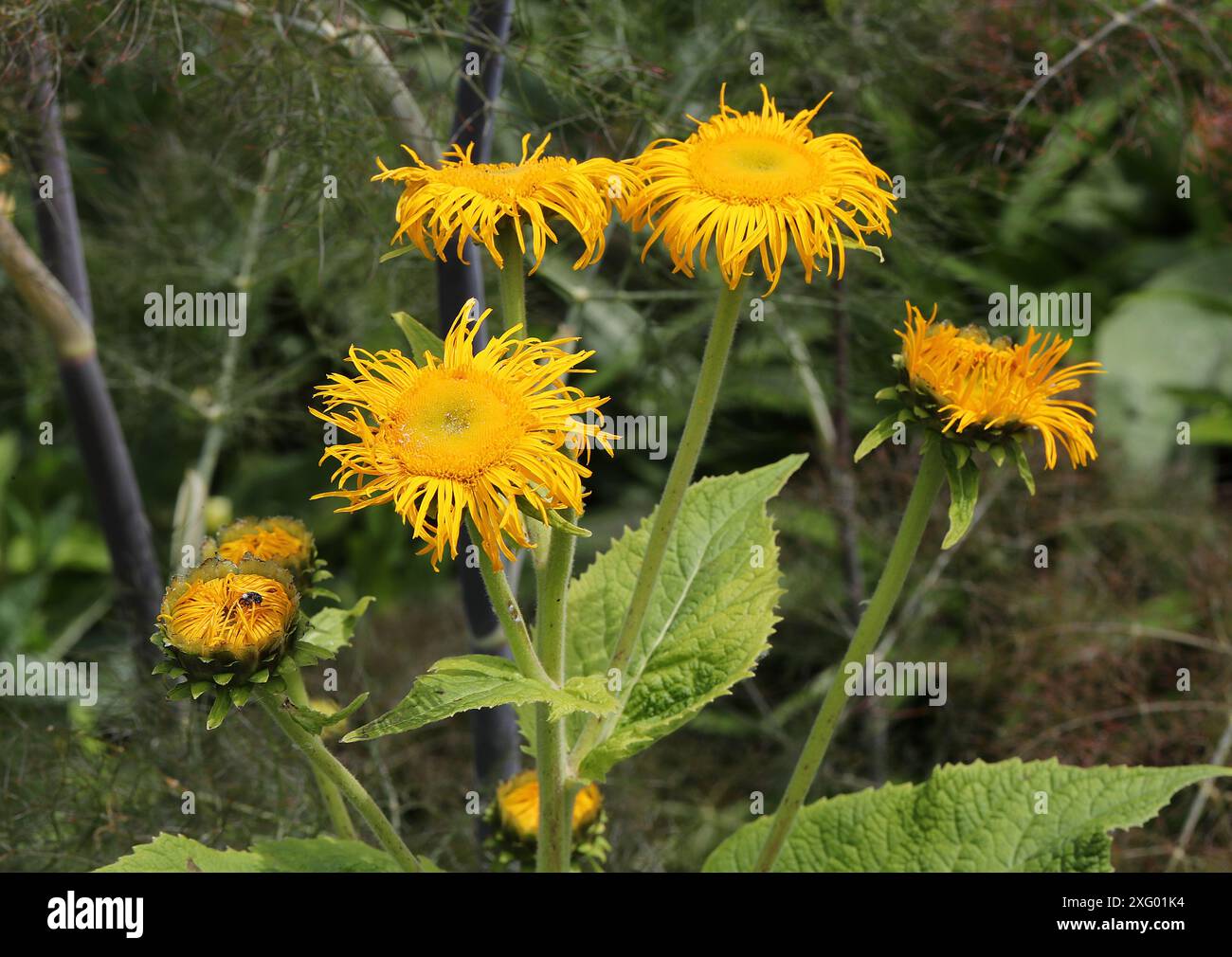 Elekampan, Pferdeheilung oder Elfdock, Inula helenium, Asteraceae. Eurasien. Stockfoto