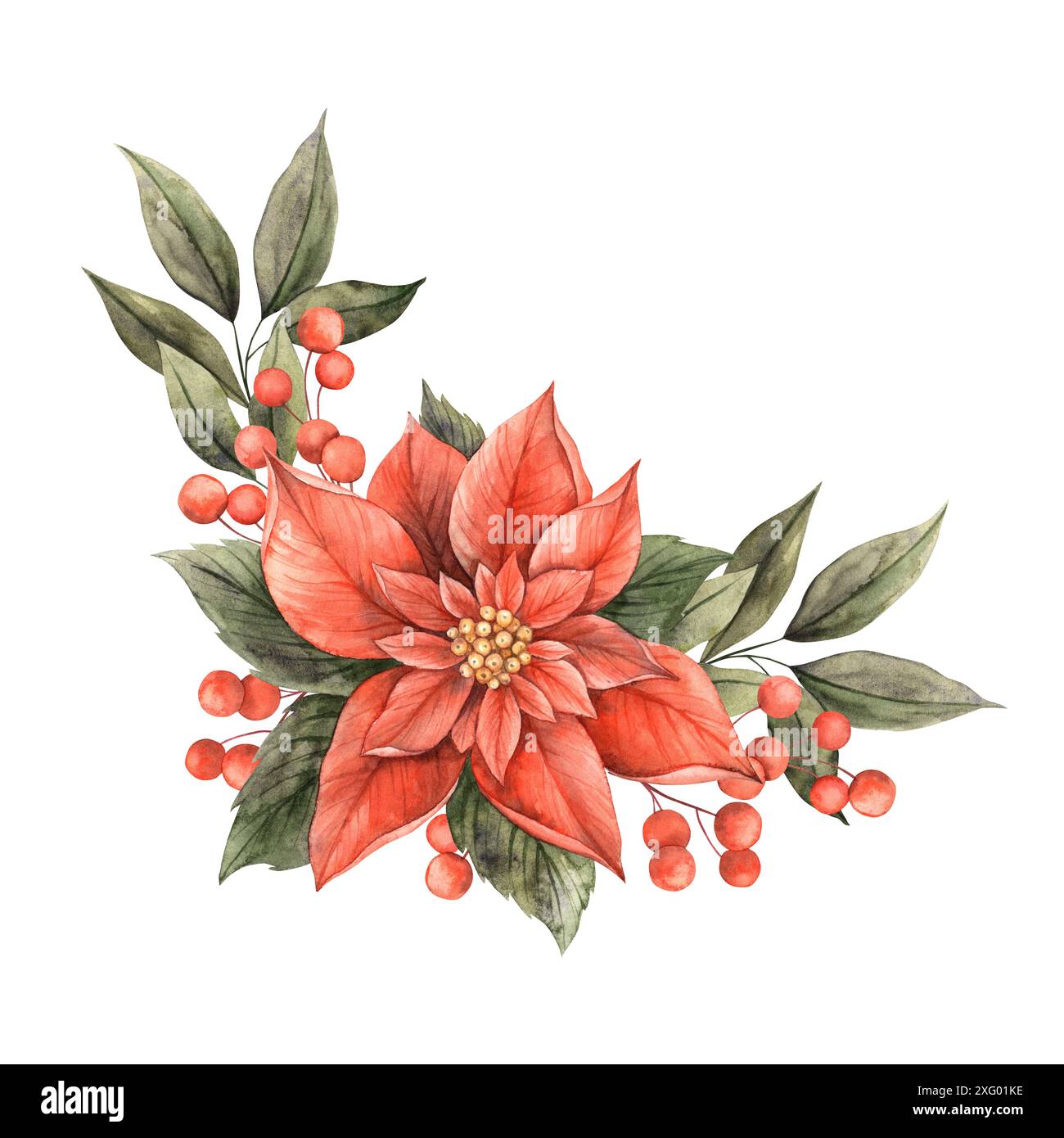Weihnachtsstern und Beeren, Weihnachtsblumen und Weihnachtsstern in Rot und Grün. Botanische Komposition von Hand gezeichnet. Geeignet für Weihnachten Stockfoto