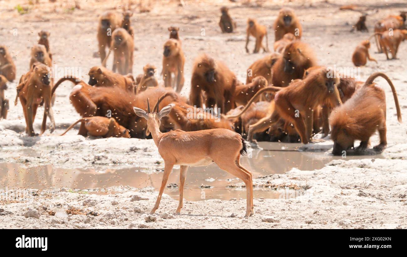 Pavian Chacma (Papio ursinus) und Oribi (Ourebia ourebi) umgeben von Bienen im Flug am Wasserloch, Niokolo koba National Park, Senegal Stockfoto